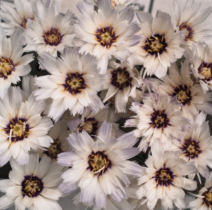 Picture of Catananche - Caerulea Amor White